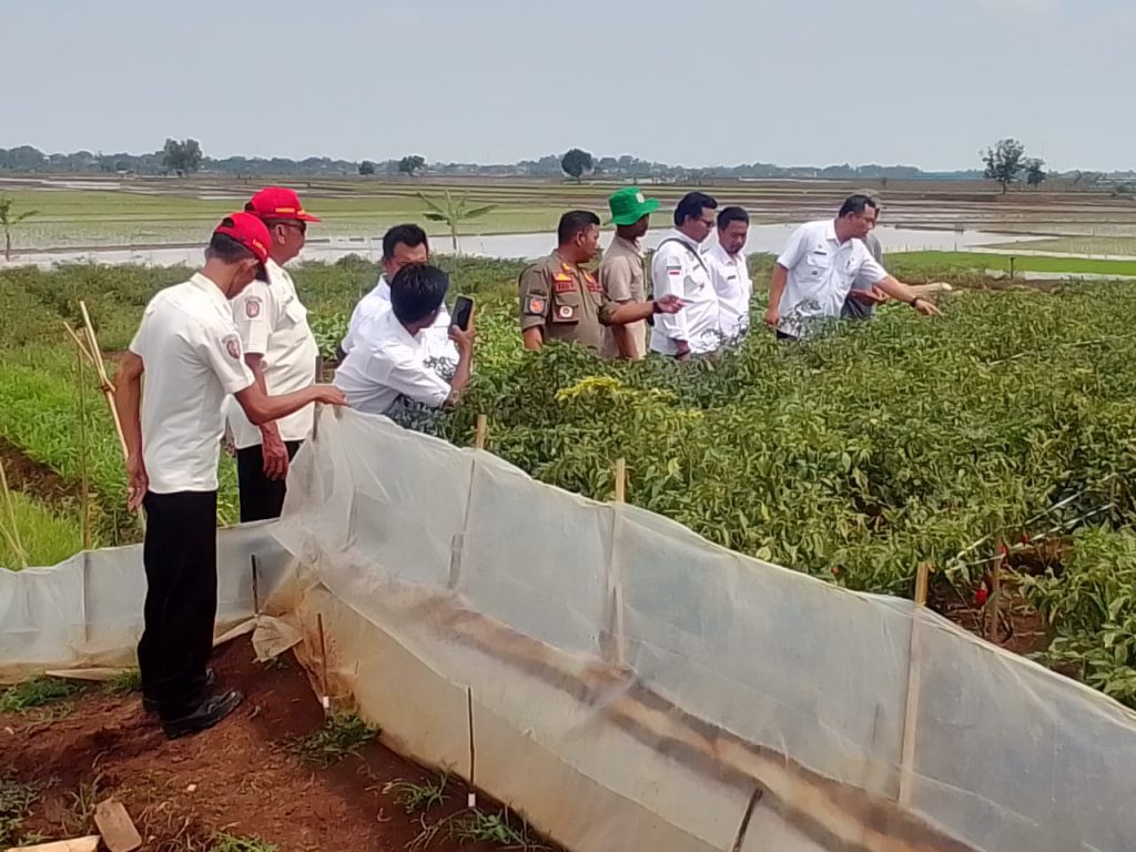 Camat Bangodua Tinjau Budidaya Cabai di Desa Mulyasari