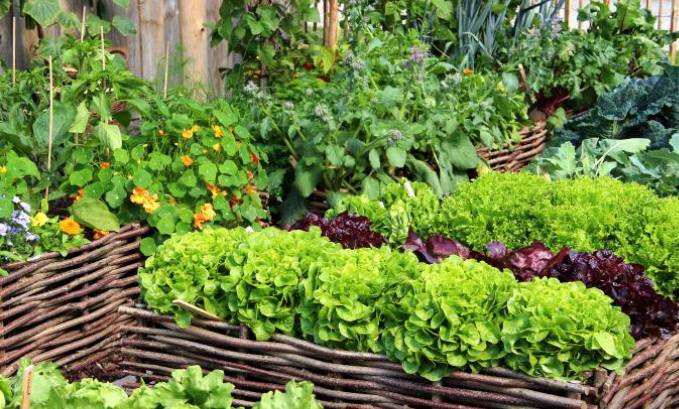 Potensi Palawija dan Sayuran